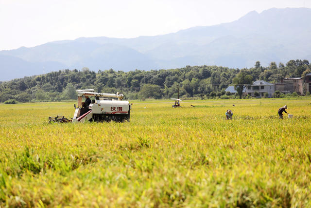双抢 抢收早稻 抢插晚稻 农业产业 粮食安全