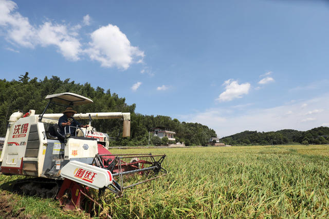 双抢 抢收早稻 抢插晚稻 农业产业 粮食安全