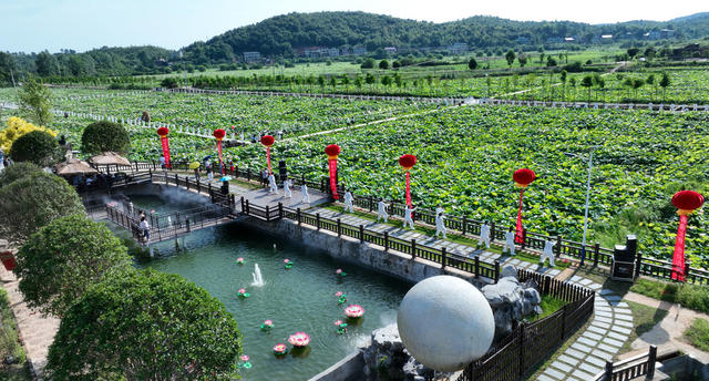 农旅融合、荷花、太极