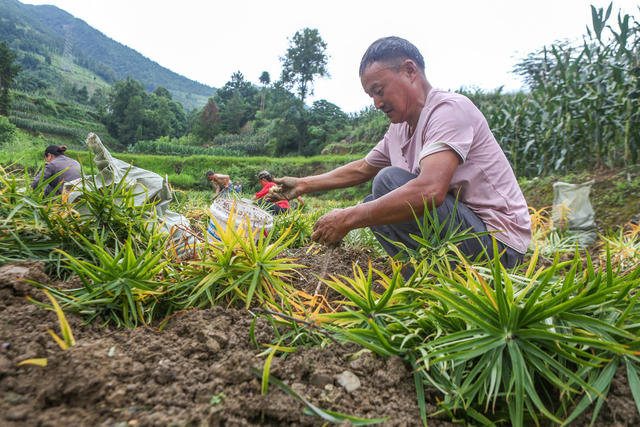 湖南，湘西，百合，产业，采挖，农民，增收