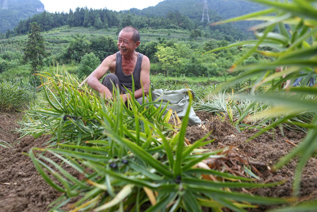 湖南，湘西，百合，产业，采挖，农民，增收