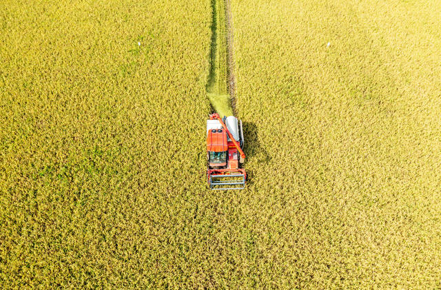 粮食生产  高标准农田  早稻收割
