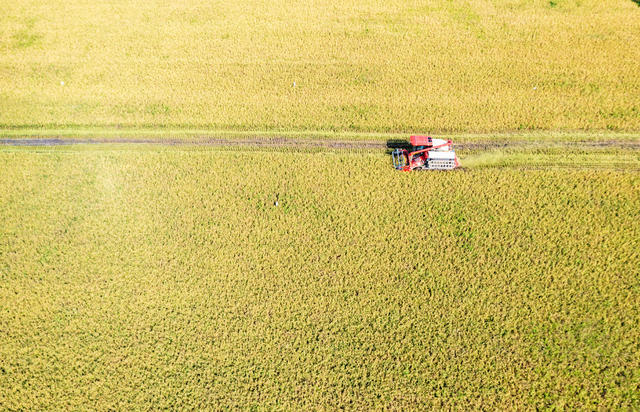 粮食生产  高标准农田  早稻收割