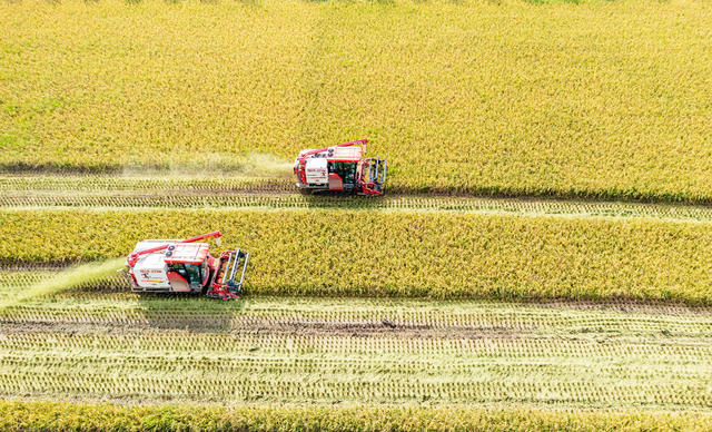 粮食生产  高标准农田  早稻收割