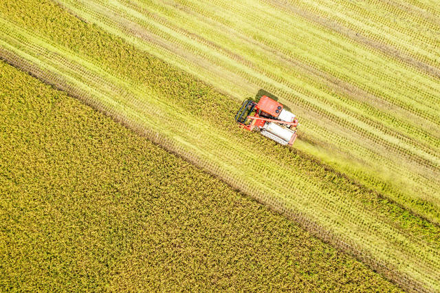 粮食生产  高标准农田  早稻收割