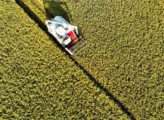 早稻
道县
夏日
粮食