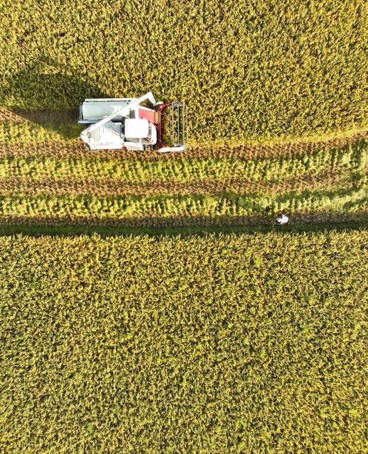 早稻
道县
夏日
粮食