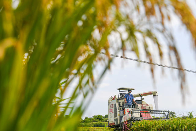 早稻
道县
夏日
粮食