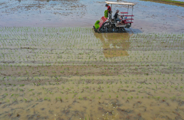 农机 双抢 农业机械化 收割早稻 平整农田 抢插晚稻
