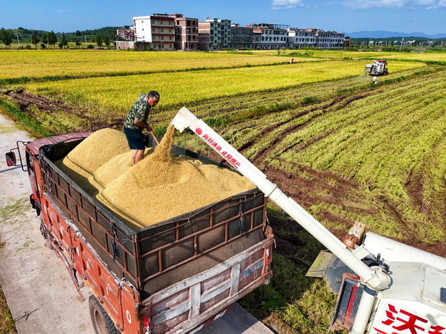 盛夏  农忙  时节  双抢  收割  早稻  抢插  晚稻  丰收