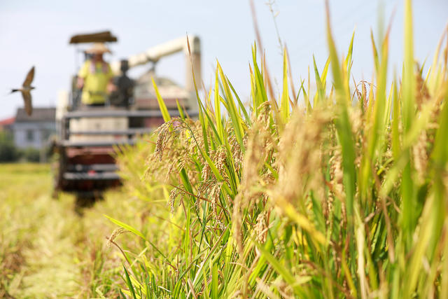 双抢 抢收早稻 抢插晚稻