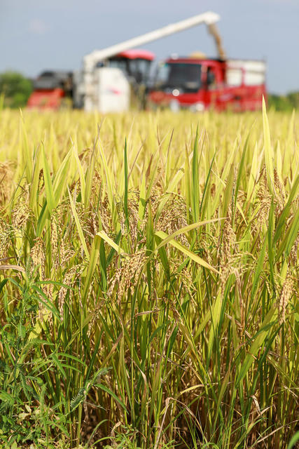 双抢 抢收早稻 抢插晚稻