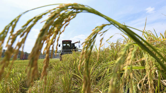 大美中国 夏日 酷暑 抢收 抢种 党员 志愿者