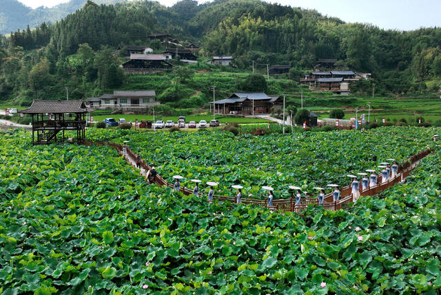 荷花开 游客来