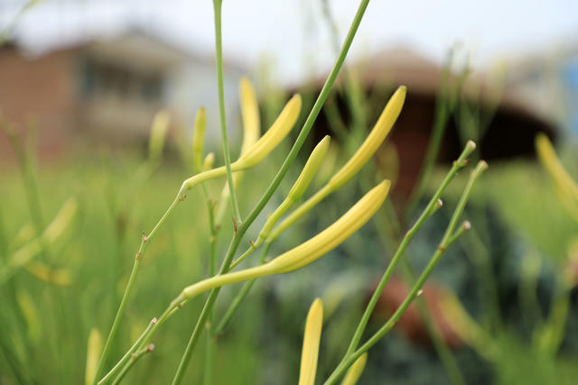 湖南邵东  黄花菜  飘香  丰收  采摘  农民