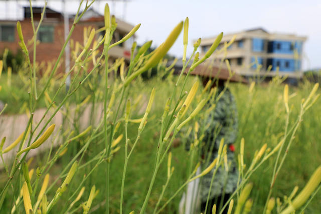 湖南邵东  黄花菜  飘香  丰收  采摘  农民