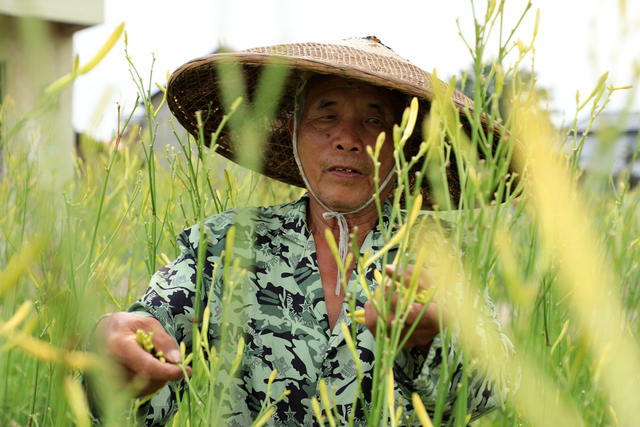 湖南邵东  黄花菜  飘香  丰收  采摘  农民