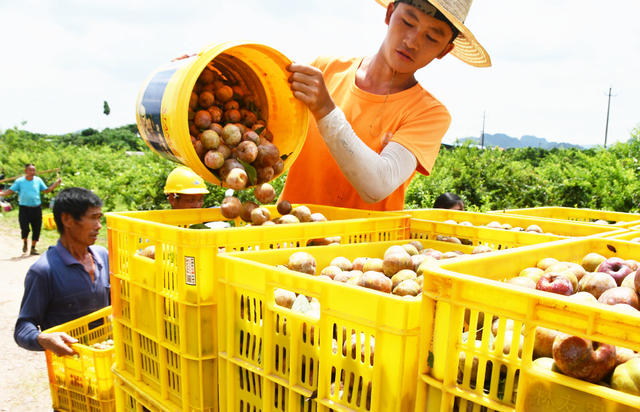 盛夏时节鲜李采收忙