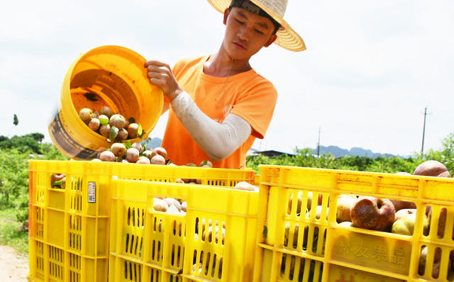 盛夏时节鲜李采收忙