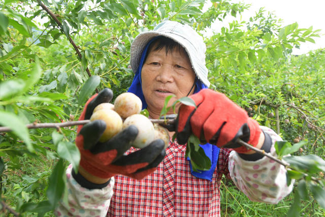 盛夏时节鲜李采收忙
