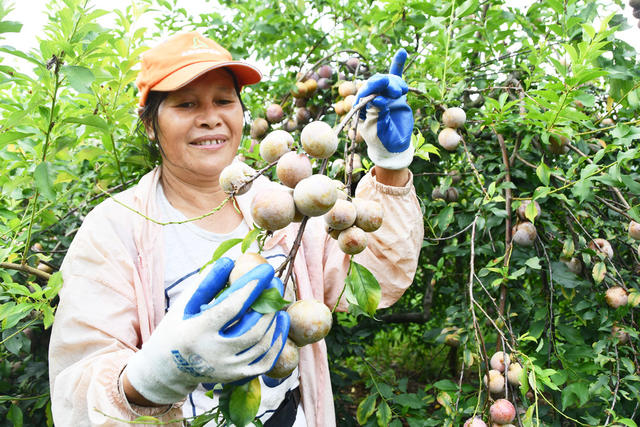 盛夏时节鲜李采收忙