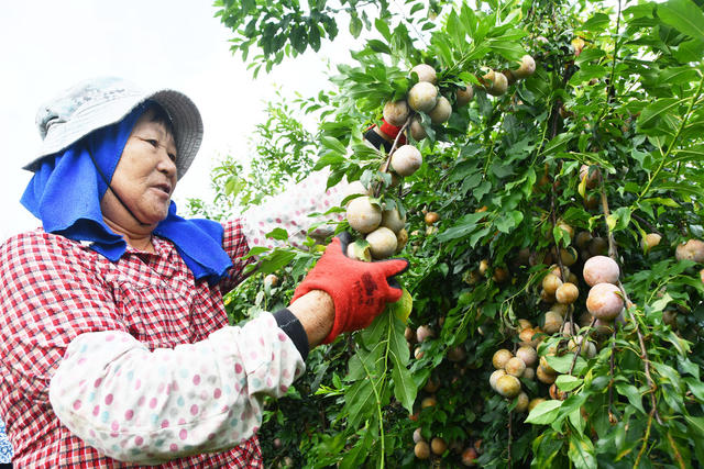 盛夏时节鲜李采收忙