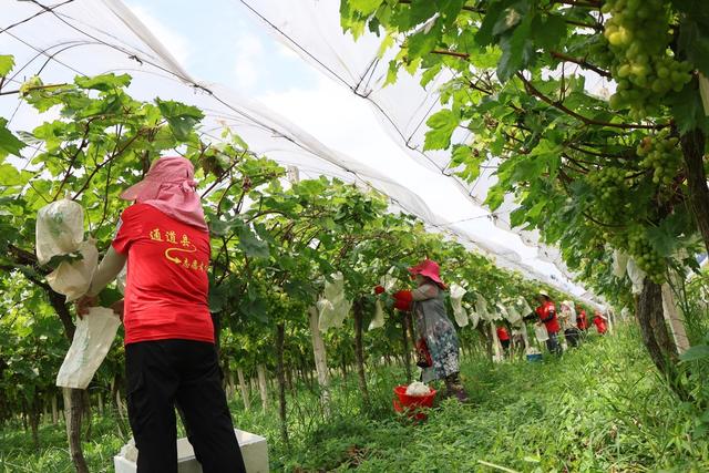 助农 助农 志愿者 葡萄 套袋 产业愿者 葡萄 套袋 产业