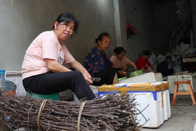 中药材、加工、钩藤、就业、乡村产业