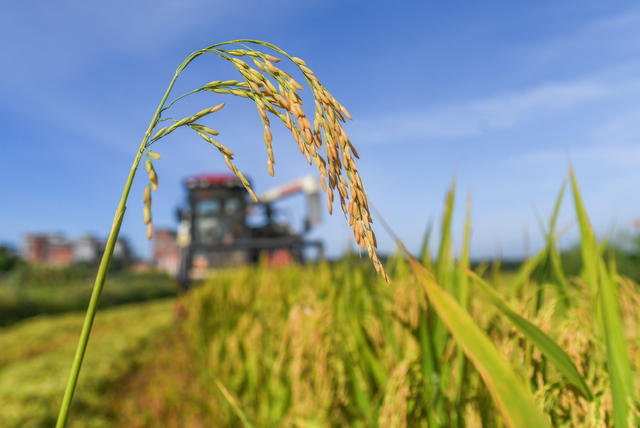 双抢
早稻
道县
