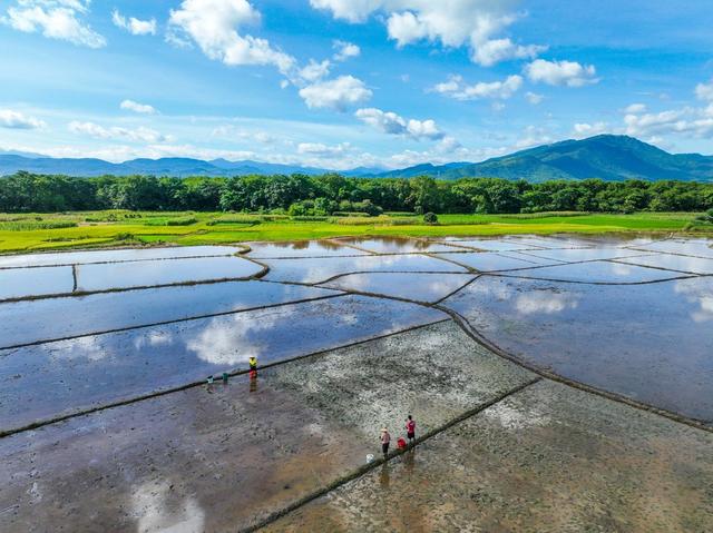 双抢
早稻
道县