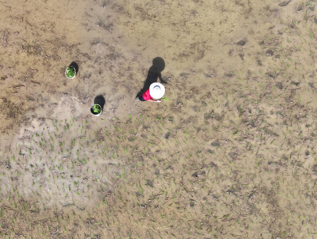 双抢
早稻
道县