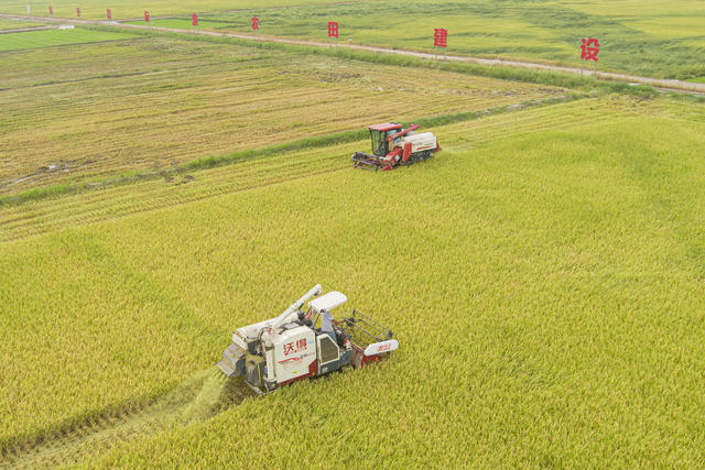 农业  农民 农村  稻谷  早稻   双抢   水稻  高标准农田