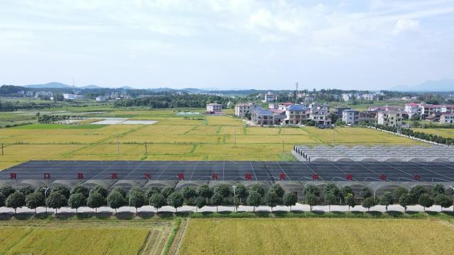夏粮 夏粮收割 丰收 农业 收割机