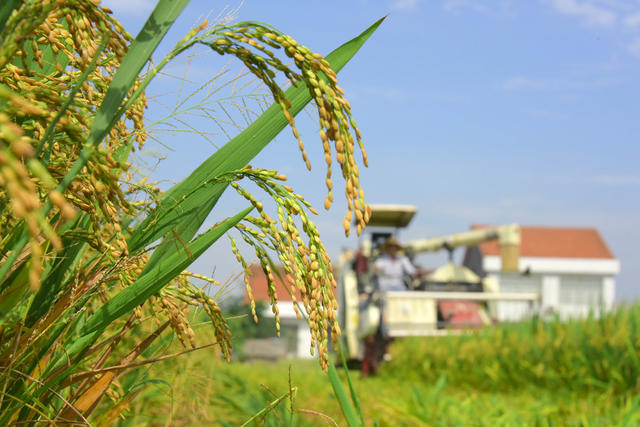 季候  伏天  农事  早稻收割  玉米采摘   晚稻移栽