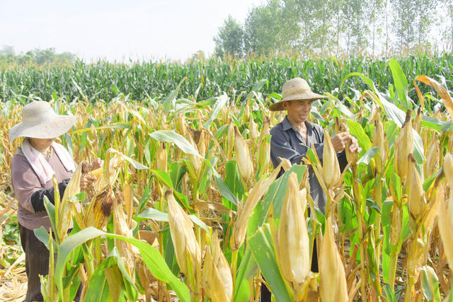 季候  伏天  农事  早稻收割  玉米采摘   晚稻移栽