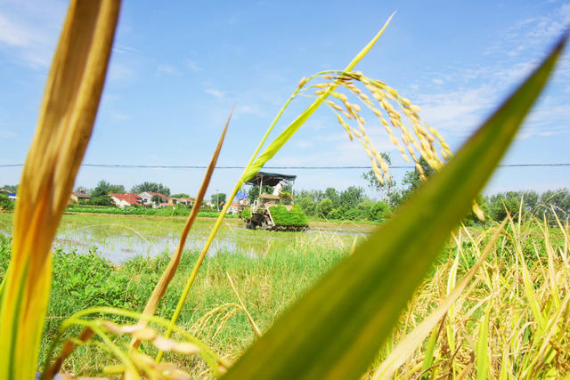 农业  粮食生产  双抢季节  盛夏 
 晚稻移栽  机械化