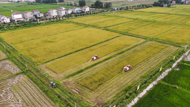 早稻 金黄 收割 机械化