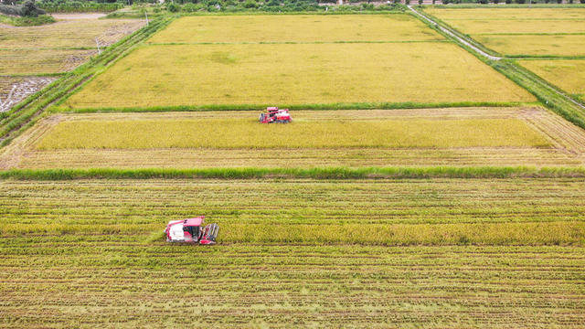 早稻 金黄 收割 机械化