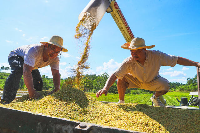 早稻  丰收  农机  助力  双抢