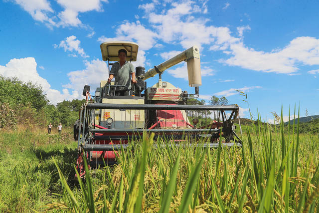 早稻  丰收  农机  助力  双抢
