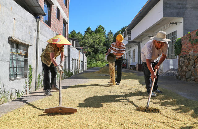 早稻  丰收  农机  助力  双抢
