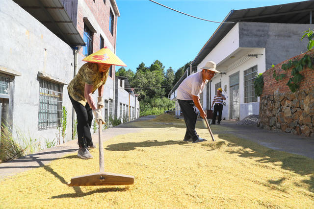 早稻  丰收  农机  助力  双抢