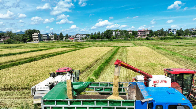 双抢、盛夏、农村、农民