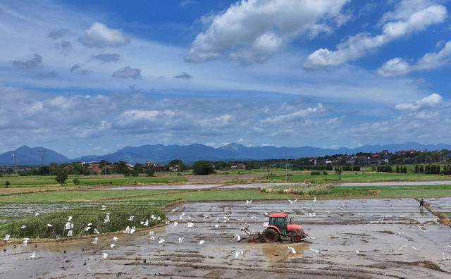 晚稻  插秧 耕种 双抢