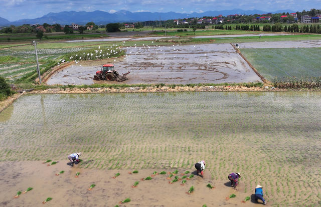 晚稻  插秧 耕种 双抢