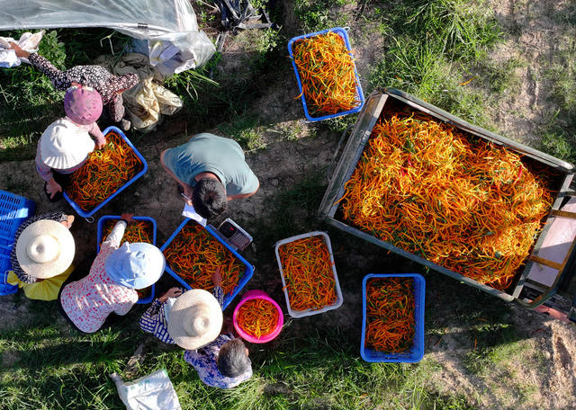 黄贡椒 特色 种植 地理标志 农产品