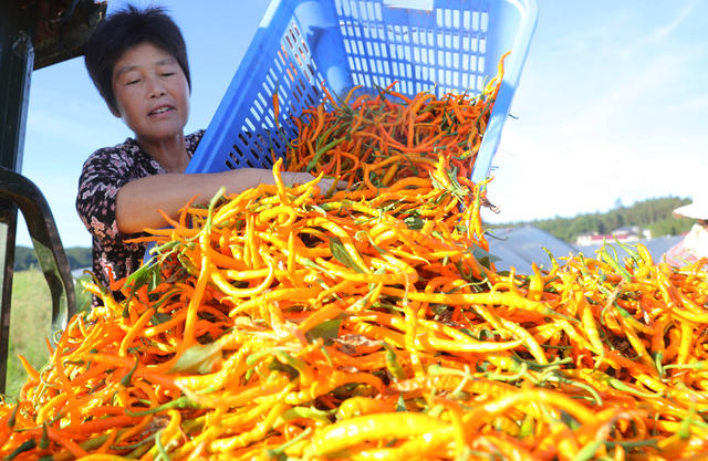黄贡椒 特色 种植 地理标志 农产品