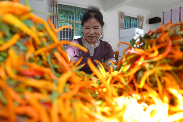 黄贡椒 特色 种植 地理标志 农产品