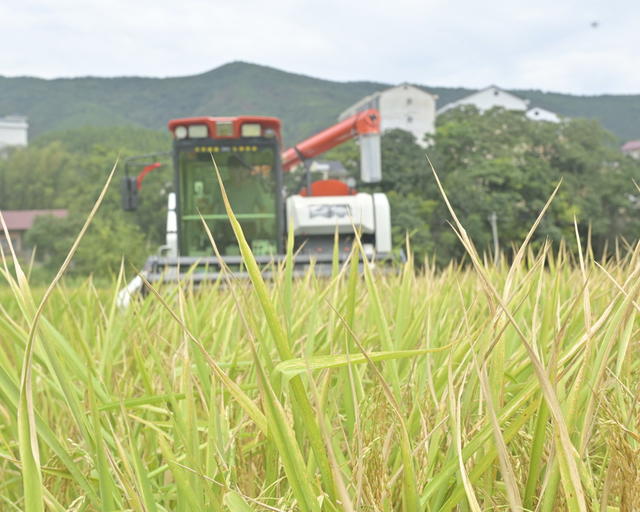 双牌：早稻机收率超九成
