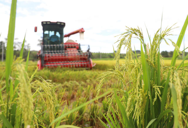 早稻 收割
